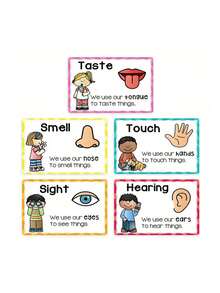 A4 English Five Senses Cognitive Learning Poster, Educational Cards, Children's Teaching Aids