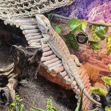 Bearded Dragon Tank Accessories, Large Reptile Bridge Hammock Flexible - Jungle Climbing Vines And Leaves With Suction Cups Habitat Décor For Hiding& Climbing Snake Gecko Lizard Chameleon - Routine - View 3