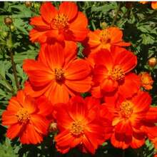 Growing Rapidly Premium Gift Seeds 480 Dwarf Pollenaceae Seeds Scientific Name: Cosmos Sulphureus, A Great Home Garden Gift - 480 - 查看 4
