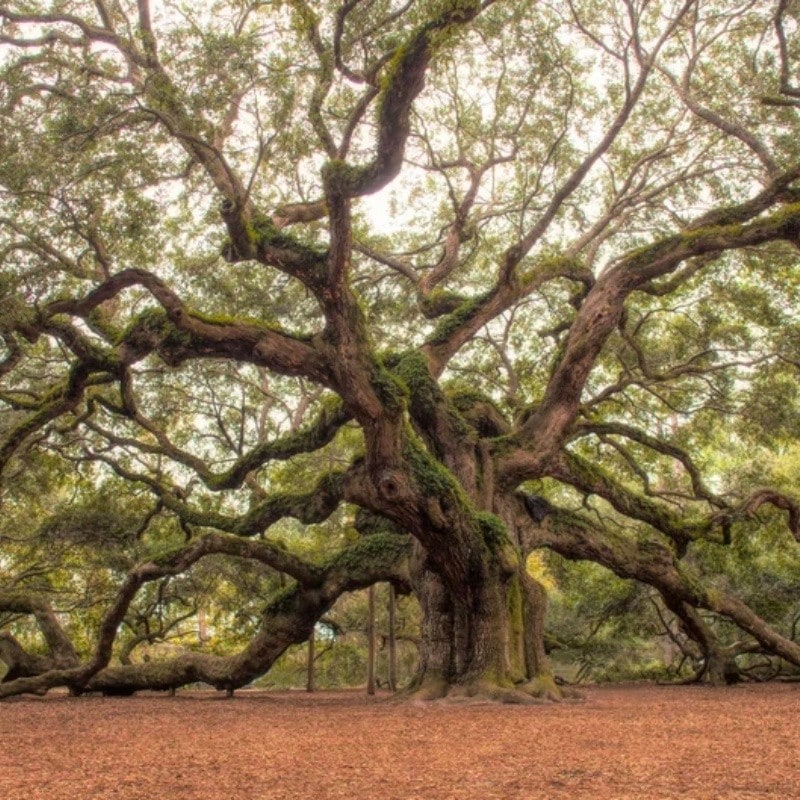 500 San Angelo Oak Seeds - Ancient Tree Seeds From John Island - Great For Gardeners And Botanists  High-Yield Economic Crop Seeds  Easy To Survive Planting - 500 件 - 查看 1