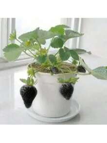 High-Yield Economic Crop Seeds  Easy To Survive Planting Garden 200 Black Strawberry Seeds, High Germination Rate, Easy To Grow, Sweet And Sour, Suitable For Family Gatherings Or Festivals To Make Juice Or Desserts. - 1000 - 查看 7