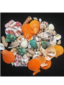 30pcs/Set Natural Seashell Decor Kit - Aquarium Decoration, DIY Crafts, Nautical Theme, Fish Tank Accessories - Multicolor - View 8
