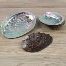 Premium Large Abalone Shell - Perfect For Jewelry Crafting, Meditation & Home Decor | Unique Gift Idea