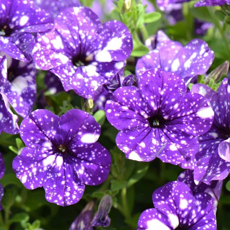 147 piezas de semillas de petunia cielo nocturno raras - semillas de flores de petunia enana para plantar en el jardín del hogar, semillas de herencia no transgénicas - 147 - Ver 1