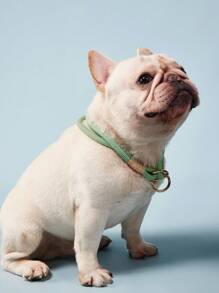 PETSIN 1 件手工编织宠物项圈，带金属扣，可调节颈部尺寸，适合小型/中型/大型犬，户外跑步训练牵引绳