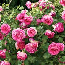 250+ semillas de mezcla de rosas trepadoras, flores hermosas para enrejados y vallas, jardín exterior, plantación fácil, floración prolongada, decoración paisajística natural, floricultura eco, hogar DIY - 250 - Ver 1