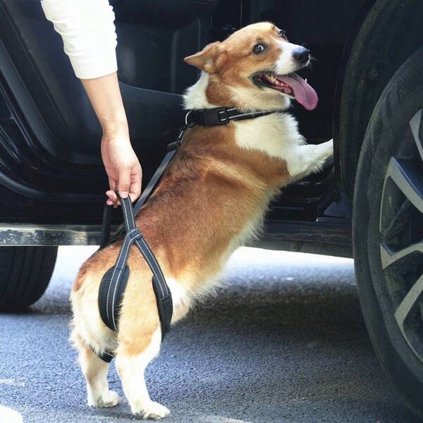 Nuovo prodotto per animali domestici, imbracatura di supporto per le zampe posteriori per cani di taglia media e grande, prodotti di assistenza per cani feriti o anziani