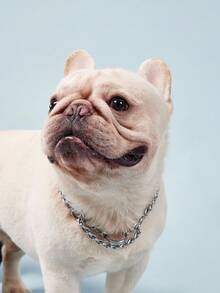 PETSIN 不锈钢双链狗项圈，颈链，适合大型犬种 - 杜宾犬、卡斯罗犬、罗威纳犬 - 銀色 - 查看 3