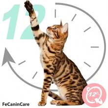 FeCaninCare Rechargeable Automatic Cat Laser Toy, Adjustable Range & Speed Mode Pet Teaser Toy, Cat Interactive Toys For Indoor Cats, Cat Toys - trắng - Xem 5