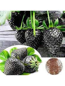 High-Yield Economic Crop Seeds  Easy To Survive Planting Garden 200 Black Strawberry Seeds, High Germination Rate, Easy To Grow, Sweet And Sour, Suitable For Family Gatherings Or Festivals To Make Juice Or Desserts. - 1000 - 查看 5