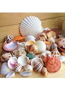 30pcs/Set Natural Seashell Decor Kit - Aquarium Decoration, DIY Crafts, Nautical Theme, Fish Tank Accessories - Multicolor - View 6