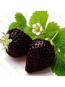 High-Yield Economic Crop Seeds  Easy To Survive Planting Garden 200 Black Strawberry Seeds, High Germination Rate, Easy To Grow, Sweet And Sour, Suitable For Family Gatherings Or Festivals To Make Juice Or Desserts. - 1000 - 查看 3