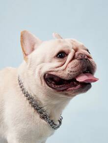 PETSIN 不锈钢双链狗项圈，颈链，适合大型犬种 - 杜宾犬、卡斯罗犬、罗威纳犬 - 銀色 - 查看 4