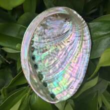 Premium Large Abalone Shell - Perfect For Jewelry Crafting, Meditation & Home Decor | Unique Gift Idea