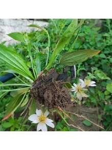 1 件锰钢园艺和除草工具 - 手动园艺耙，配备符合人体工程学的绿色和黄色手柄，可轻松去除土壤和杂草，两用手动除草铲，适用于园艺任务，手动园艺工具 | 符合人体工程学的园艺工具 | 重型园艺工具 - 彩色 - 查看 4