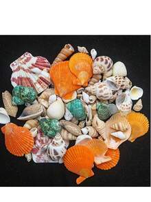 30pcs/Set Natural Seashell Decor Kit - Aquarium Decoration, DIY Crafts, Nautical Theme, Fish Tank Accessories - Multicolor - View 5