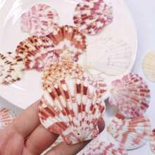 10/20pcs Box Of Pink Series Perforated Ocean Shells - Elegant Handmade Jewelry DIY Materials, Dream Ocean Style Handmade Project, Room Walls & Home Decoration - Màu sắc ngẫu nhiên - Xem 6