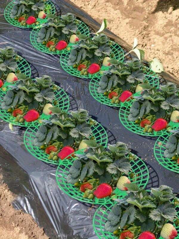 15/10/5 قطعة حلقات دعم نباتات قابلة للتعديل - شبكات نمو الفراولة/البطيخ/الفاكهة/النباتات، نظام شبكي، تهوية 360 درجة، ضروري للمزارعين، مناسب للحدائق والنباتات المزروعة في أصص وأصص الزهور والنباتات الخارجية (أخضر)، عالمي للزراعة الخارجية/النباتات المزروعة في أصص الشرفة، يغطي مناطق الزراعة، اكسسوارات حديقة خارجية، ديكور حديقة، زخارف حديقة، ديكورات الخريف، ديكورات الحديقة.