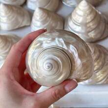 1pc Natural Pure White Bright Conch - Surprising Beauty, Home Aquarium Decorations, Hermit Crab Replacement Shell, Marine Conch Shell Collection, Handmade Candle Holder DIY, Beautiful Gifts - Pearlescent White - View 10