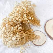 50/100/300 Stücke Natürliche weiße Schleierkraut getrocknete Blumen - Elegantes konserviertes Schleierkraut, geeignet für Zuhause, Büro, Hochzeit, Weihnachten, Halloween Party, Basteleien - Wartungsfrei, geeignet für Personen ab 14 Jahren