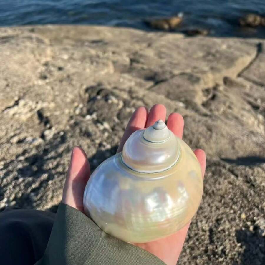 1pc Natural Pure White Bright Conch - Surprising Beauty, Home Aquarium Decorations, Hermit Crab Replacement Shell, Marine Conch Shell Collection, Handmade Candle Holder DIY, Beautiful Gifts