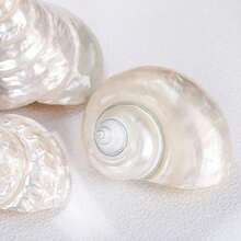 1pc Natural Pure White Bright Conch - Surprising Beauty, Home Aquarium Decorations, Hermit Crab Replacement Shell, Marine Conch Shell Collection, Handmade Candle Holder DIY, Beautiful Gifts - Pearlescent White - View 7