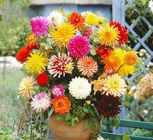 800 Dahlia Seeds Dahlia Seeds Wholesale Balcony Garden Park Potted Flowers Garden Seeds - 800 Pieces - View 2