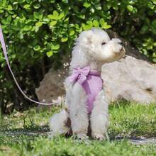 1 Set Velvet Bow Dog Collar & Leash Harness Set - Mauve Purple - View 11