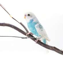 1 Stück Papageien-Leine, ultraleicht und fußfreundliches Outdoor-Trainingsseil für Aras, Kakadus, Papageien