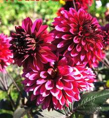 800 Dahlia Seeds Dahlia Seeds Wholesale Balcony Garden Park Potted Flowers Garden Seeds - 800 Pieces - View 4