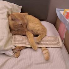 1 件大型猫咪咀嚼抓挠玩具，猫咪自娱自乐缓解压力不掉毛枕头，融入猫咪自娱自乐元素，轻松吸引猫咪，可用作宠物枕头、玩具、抓挠垫和宠物床