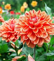 800 Dahlia Seeds Dahlia Seeds Wholesale Balcony Garden Park Potted Flowers Garden Seeds - 800 Pieces - View 3