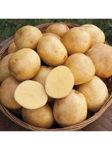 Kjsdghfiuyse Premium Seeds 200 Seeds Gold Potatoes For Planting, Fresh Seed USA Grown, Heirloom Non-GMO
