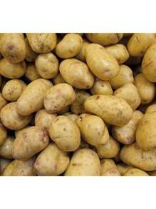 Kjsdghfiuyse Premium Seeds 200 Seeds Gold Potatoes For Planting, Fresh Seed USA Grown, Heirloom Non-GMO