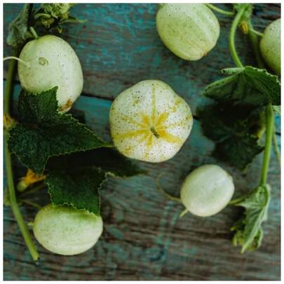 Semillas de pepino de limón perenne con alta tasa de supervivencia - 100 cápsulas - Variedades generacionales y de polinización abierta, cultivadas en los Estados Unidos, semillas de vegetales no transgénicos para cultivo en interiores o exteriores en jardines domésticos