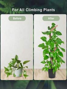 可弯曲苔藓杆、DIY 可弯曲植物支撑杆、自由形状攀爬藤蔓柱、柔性植物支撑杆、可弯曲椰子棕榈杆植物攀爬藤蔓柱柔性固定椰子棕榈棒植物攀爬架、花卉和盆栽植物支撑、攀爬植物支撑、室内植物、园艺工具 - 彩色 - 查看 3
