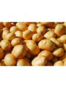 Kjsdghfiuyse Premium Seeds 200 Seeds Gold Potatoes For Planting, Fresh Seed USA Grown, Heirloom Non-GMO