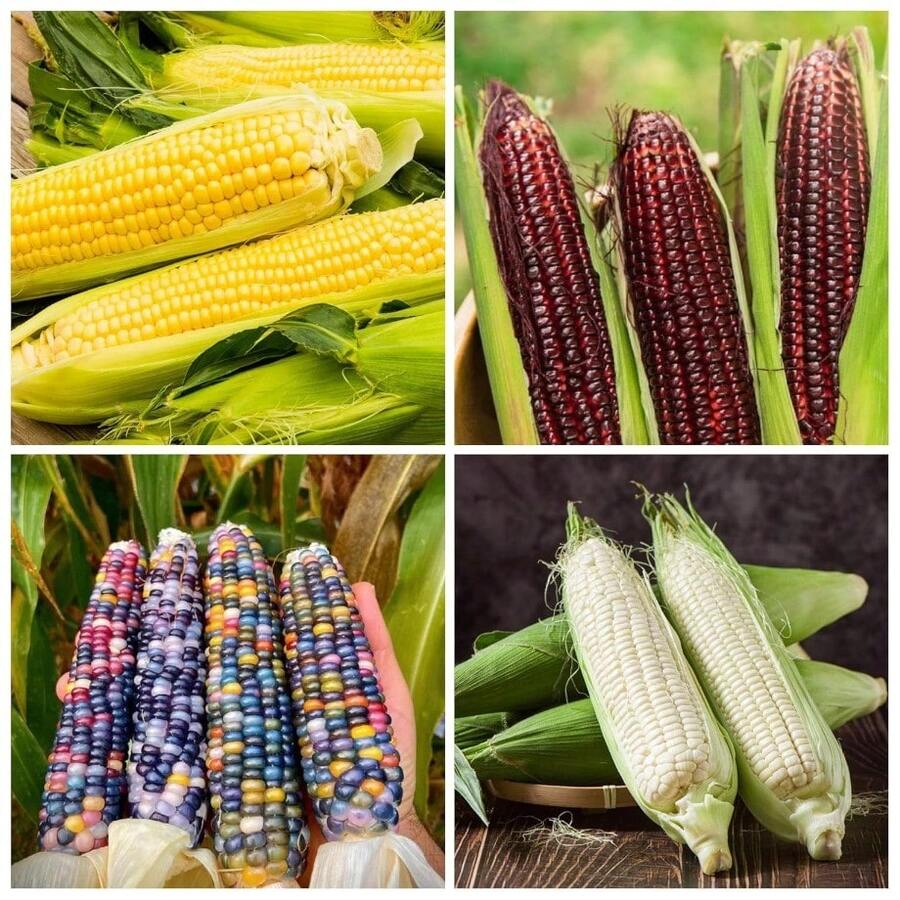 Fgjdgjdd Perennial With High Survival Rate Seeds 400+ Kinds Of Corn Seeds For Planting - Glass Gem Corn, Sweet Corn, Silver Emperor Corn, Red Corn Genetic Variety, Open Pollination - 400 - 查看 1