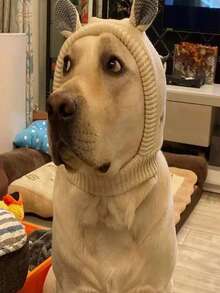 安静的狗耳罩，噪音防护，宠物耳罩，针织帽，缓解焦虑，温暖的冬季耳罩，适合中型和大型犬宠物头饰