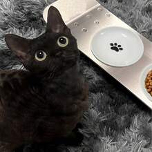 3Pcs Cat Food Bowls, Ceramic Cat Food Bowls With Nonslip Silicone Bottom, Anti Whisker Fatigue Cat Plates For Indoor Cats, Ceramic Pet Bowl With Wide Shallow Kitten Dishes For Dry And Wet Food,10153463