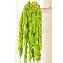 5Pcs Dried Amaranthus Hanging Flowers 100 L 23 Neon Green Preserved Amaranthus Flowers For Wedding Arch Floral Arrangment Wall Hanging-0162 - 淺綠色 - 查看 1