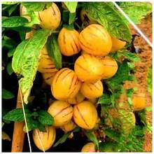 Ryrteurt Perennial Flower Seeds 200 Ginseng Fruit Seeds Planted In All Seasons Of Eternal Spring Fruit Seeds High Yield Garden Balcony Potted Fruit Seedlings - 200 - 查看 4