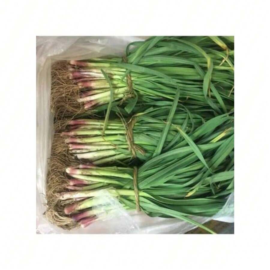 Semillas de flores perennes Ryrteurt, semillas de hojas de ajo, semillas de vegetales, brotes de ajo de hoja ancha, semillas de ajo, ajo verde Yanggarlic, fácil de plantar - 500 piezas - Ver 1