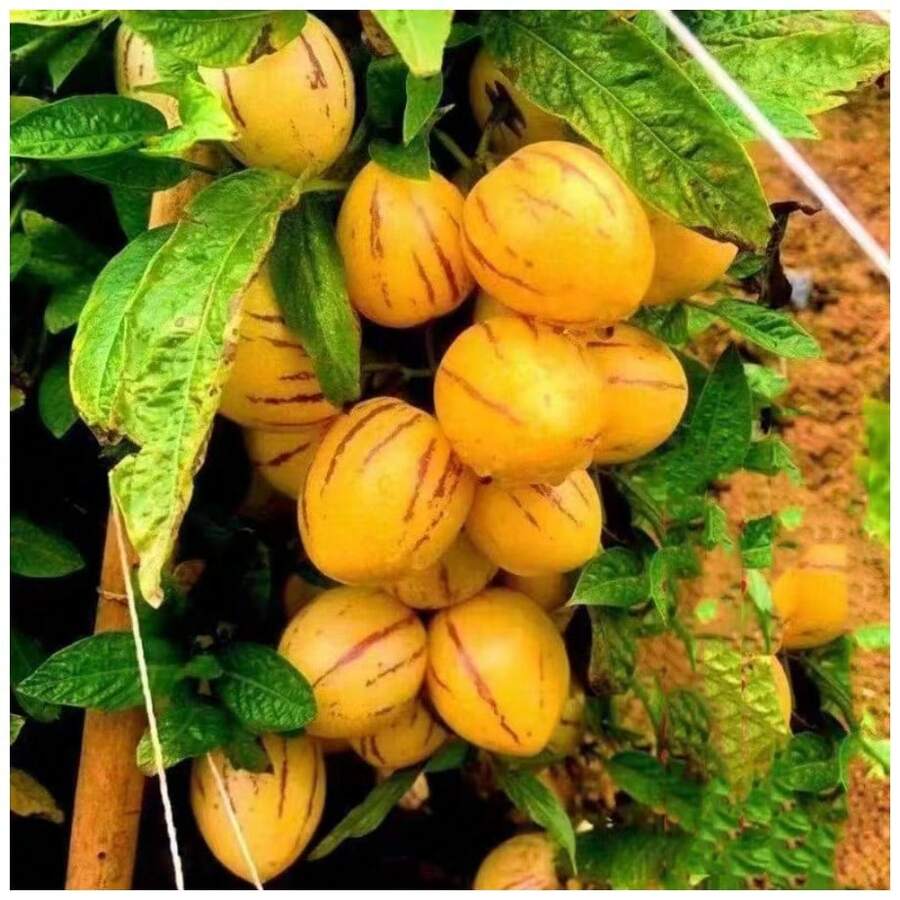 Ryrteurt Perennial Flower Seeds 200 Ginseng Fruit Seeds Planted In All Seasons Of Eternal Spring Fruit Seeds High Yield Garden Balcony Potted Fruit Seedlings - 200 - 查看 1