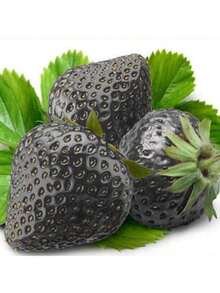 Free Home Delivery Garden 200 Black Strawberry Seeds, High Germination Rate, Easy To Grow, Sweet And Sour, Suitable For Family Gatherings Or Festivals To Make Juice Or Desserts. - 1000 - 查看 4