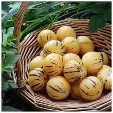 Ryrteurt Perennial Flower Seeds 200 Ginseng Fruit Seeds Planted In All Seasons Of Eternal Spring Fruit Seeds High Yield Garden Balcony Potted Fruit Seedlings - 200 - 查看 6