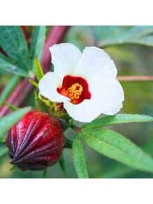 Free Extra 500 Seeds/Rare Red Roselle Hibiscus Sabdariffa Seeds For Platning Roselle Jamaican Plant Flowers Seed To Grow Semillas De Flores Plants Semillas De Plantas Garden Rose Plant Strawberry Seeds Plant Seeds Seeds For Planting Orchid Flower Seeds Tulips Tulipanes Sunflower Hena Plants Live    Vegetable Seeds  Seeds  Hosta Plants  Plants  Gardening  Flower Seeds  Plant  Flowers For Outside  Semillas De Flores Para Sembrar  Gardening  All   Plants For Outside  Mosquito Repellent Outdoor  Gar Exquisite Gift Seeds - 50 - 查看 8