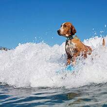 Dog Collar Shark Print Adjustable Cute Pet Collar Soft Puppy Collar