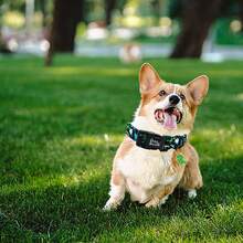 Adjustable Dinosaur Pattern Pet Collar, Comfortable Spring/Summer Puppy Collar - Black - View 5
