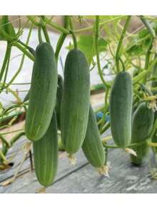 Flower Seeds 50+ Cucumber Seeds - Marketer | Vegetable Garden Pickling NON-GMO USA - 1 - Xem 3